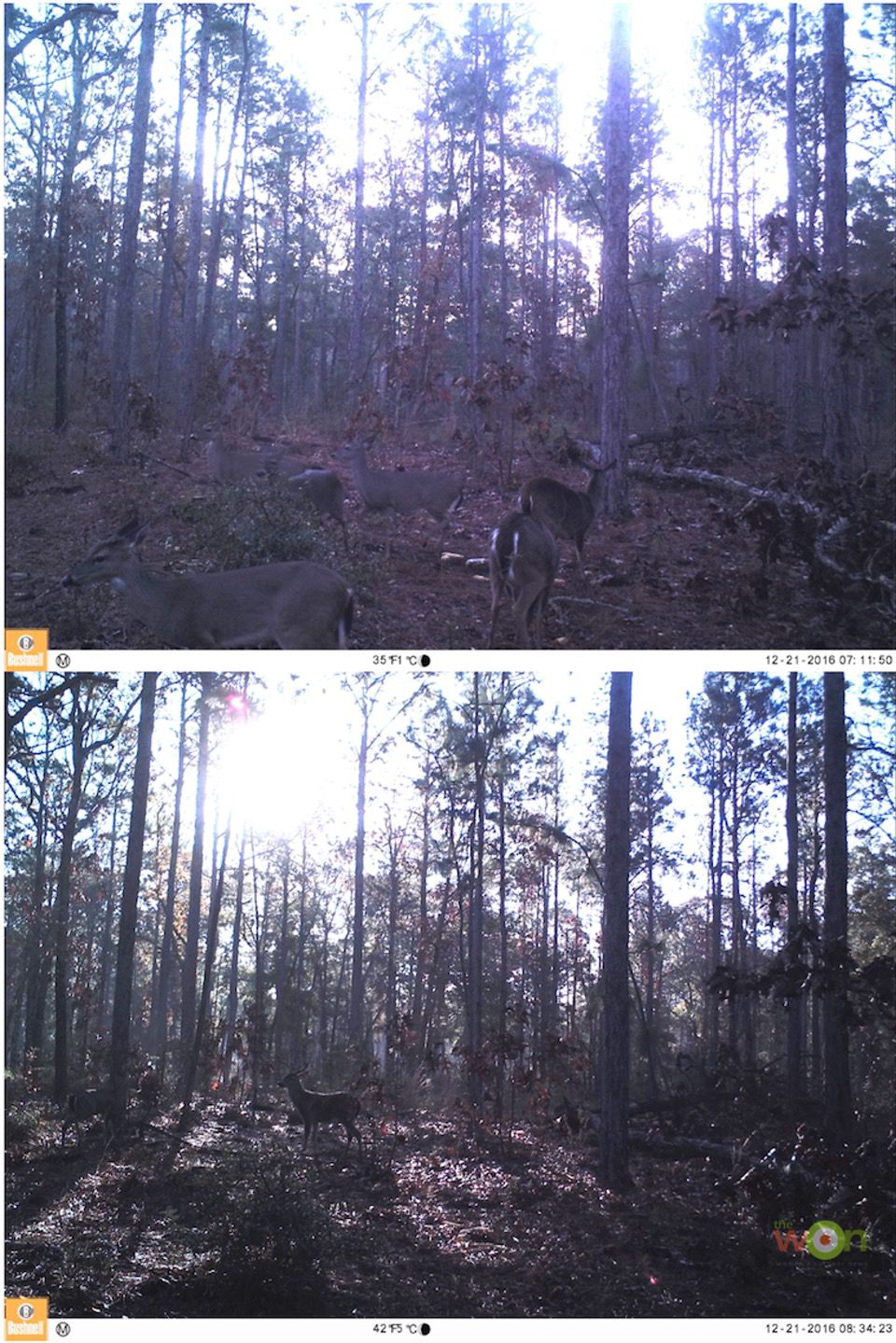 HollisLumpkin_PostRutTactics_TrailCamDuo Post-Rut Deer Hunting