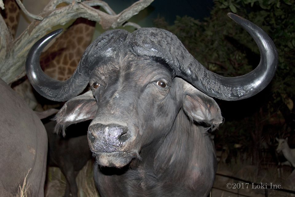 cape buffalo wonders of wildlife national museum