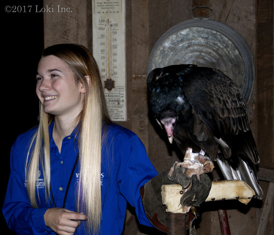 turkey vulture WOW museum