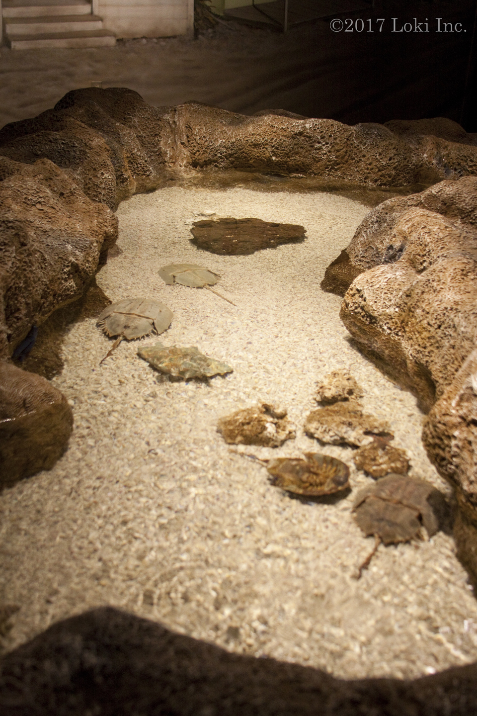 petting area of WOW museum with sharks horseshoe crab