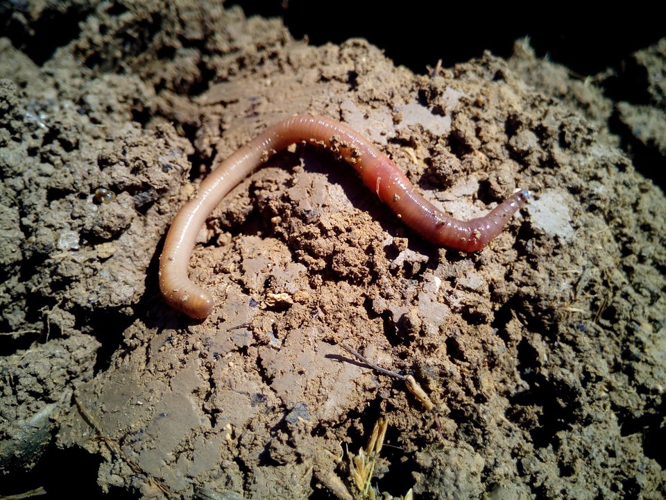 earth-worm Vermicomposting