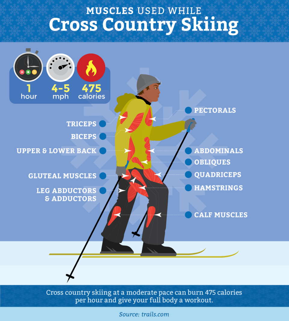 muscles-cross-country-skiing