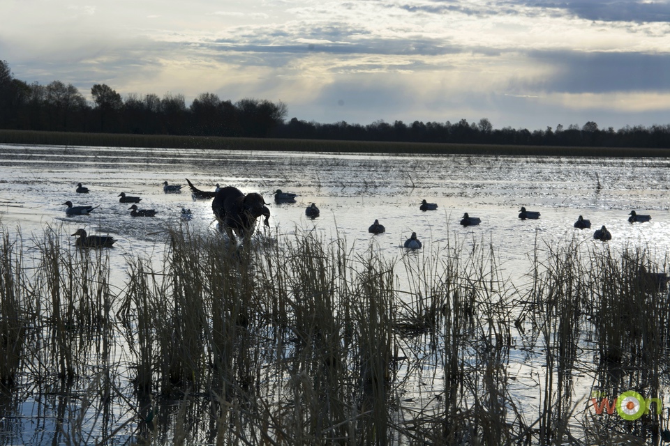 One of our dogs making a great retrieve