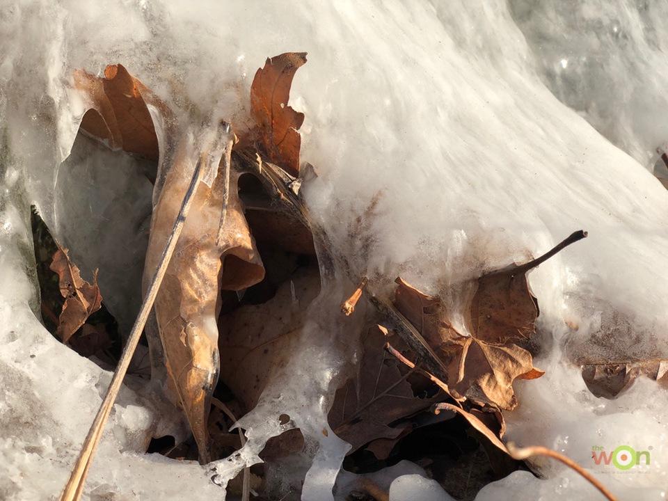 Frozen-Leaves-pavlich