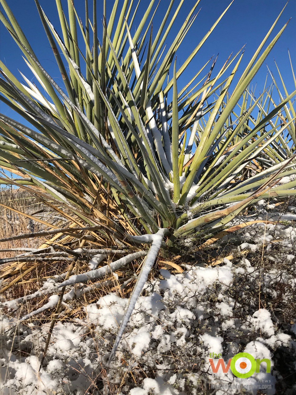 Chihuahuan desert yucca