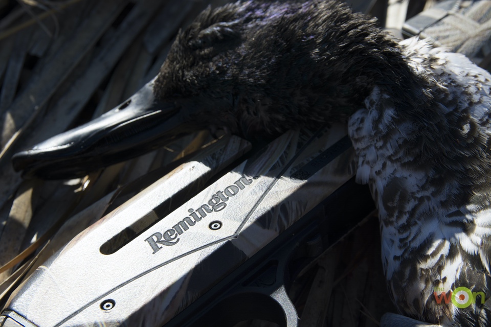 An Arkansas Duck Hunt with Remington