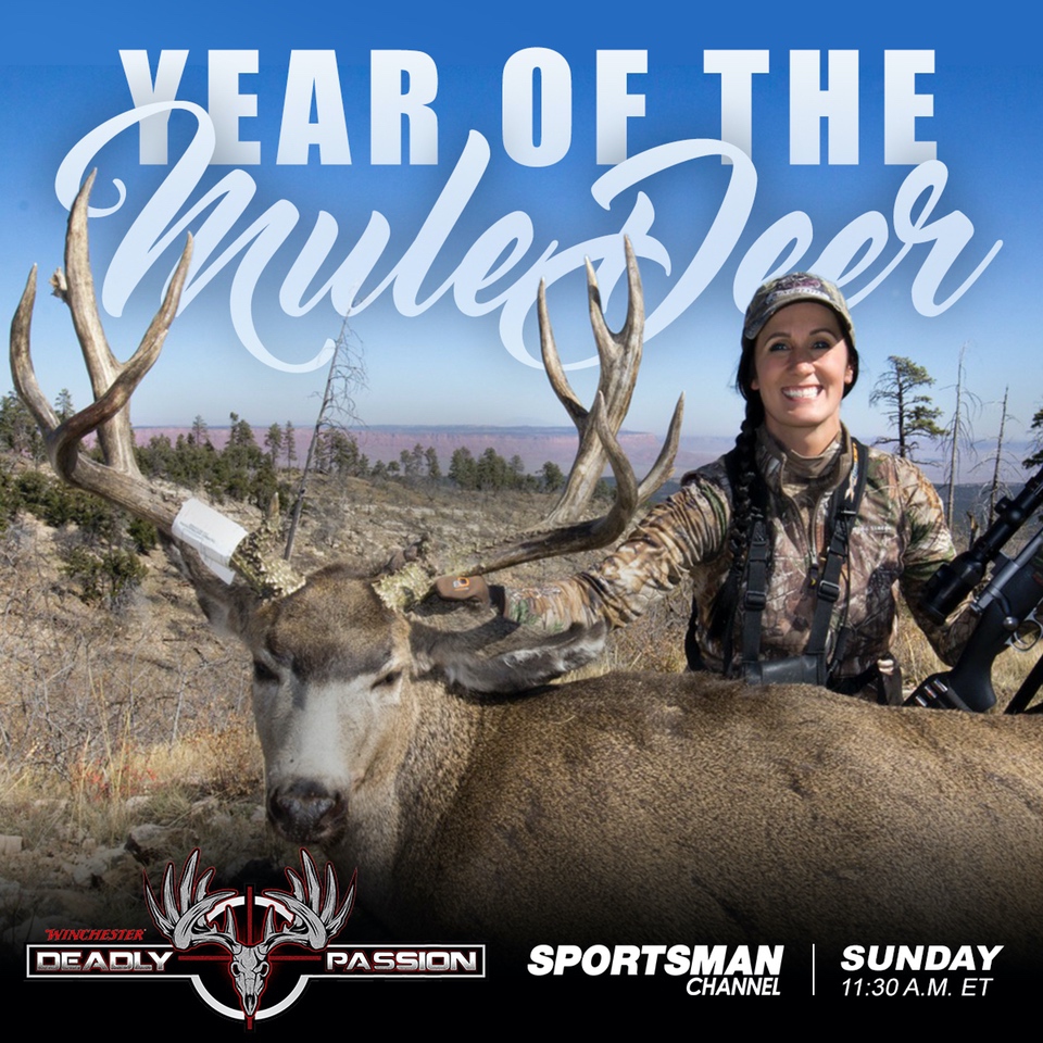 mb-yearofthemuledeer-2 Mule Deer