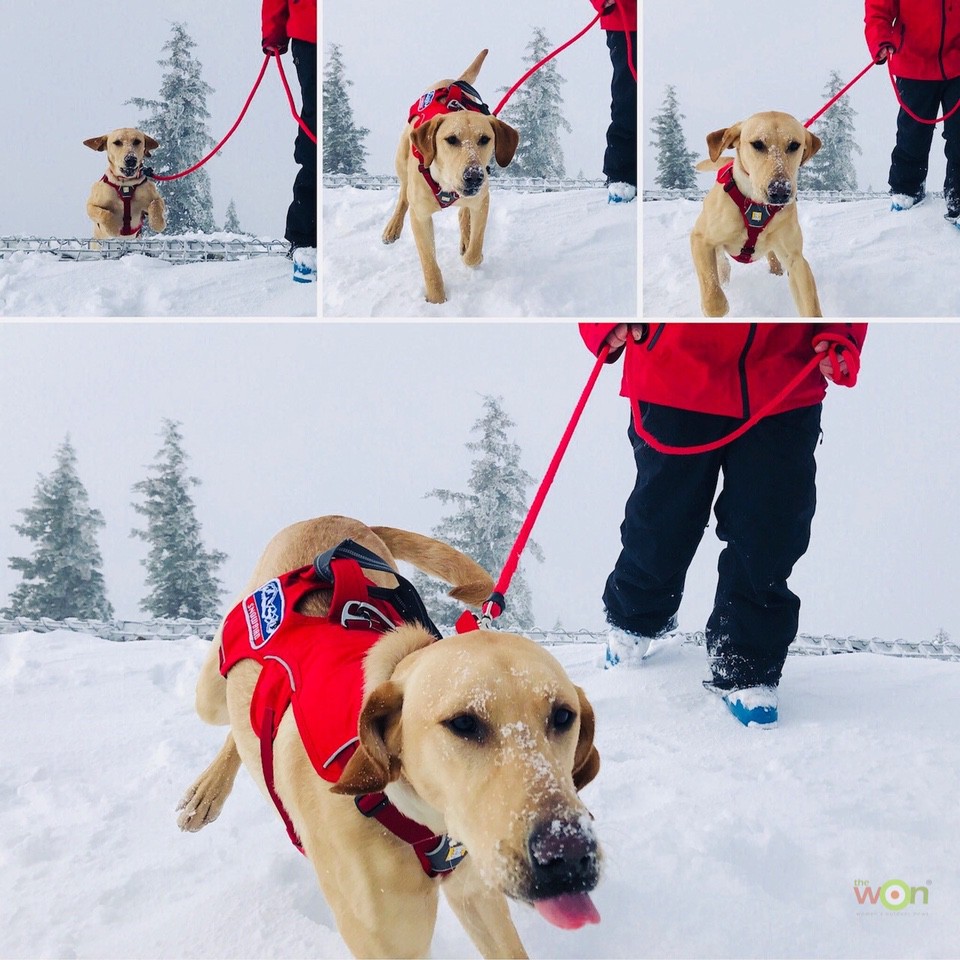 Avalanche Dog