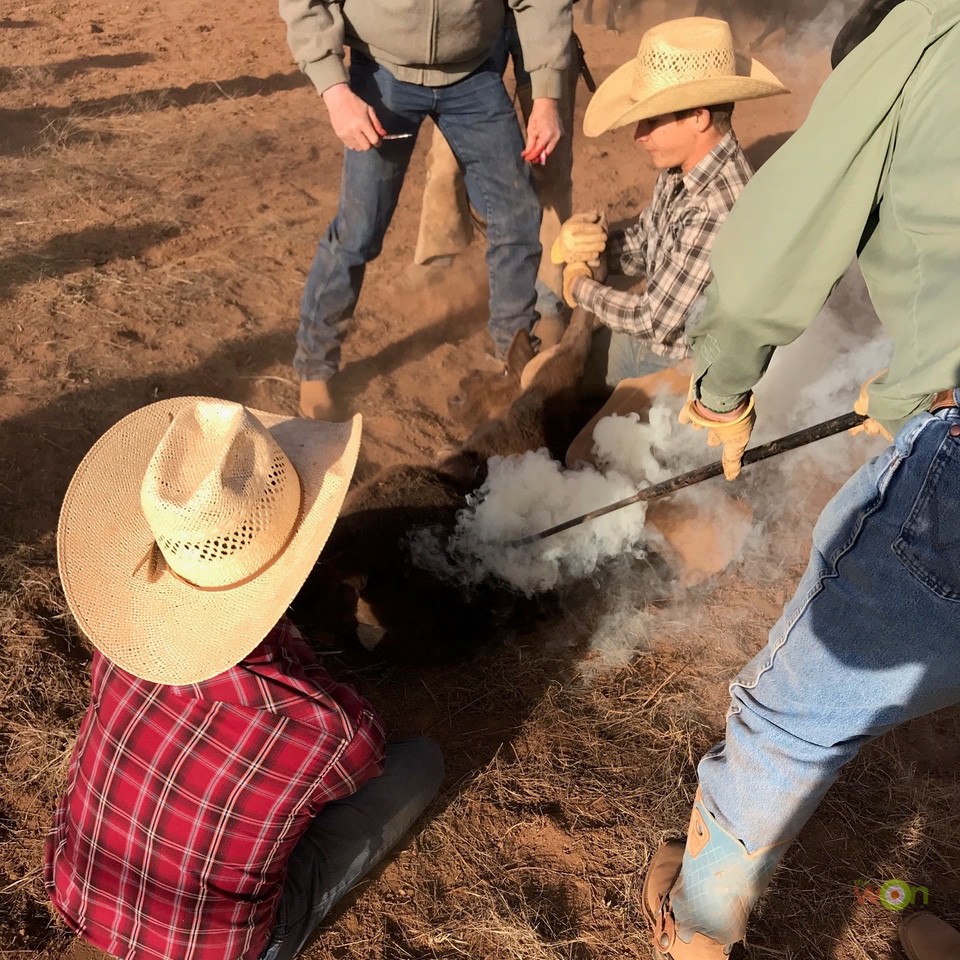 Cowboys branding cows