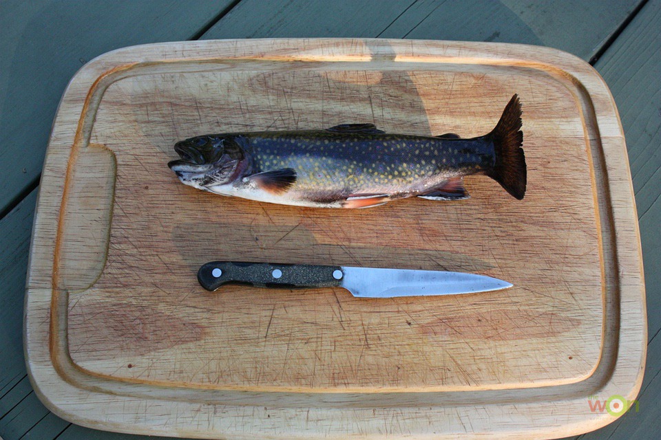 rainbow-trout