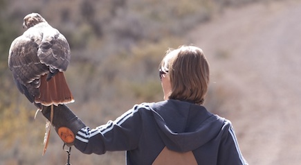 falconer on road with bird