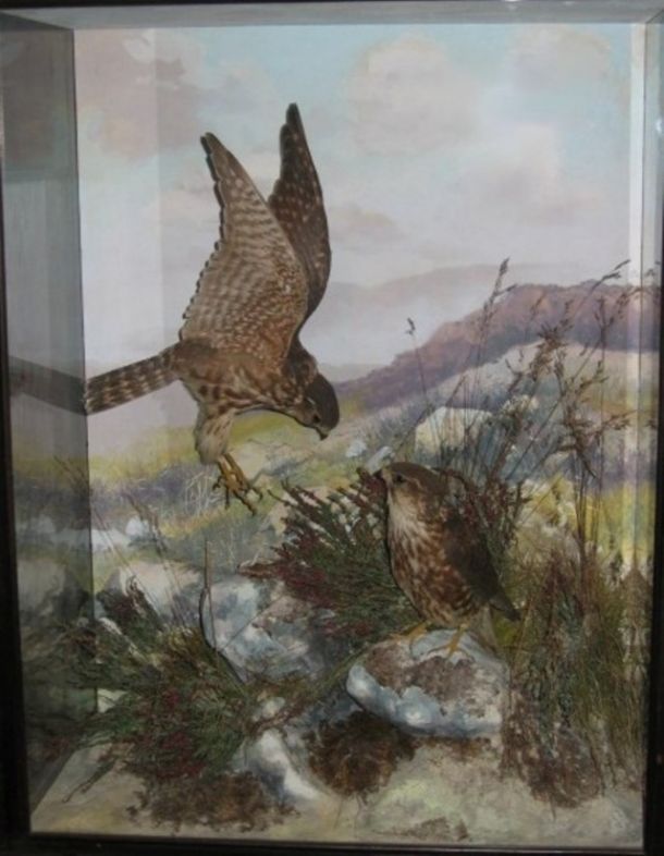 Heritage-Game-Mounts-Victorian-Taxidermy-merlins
