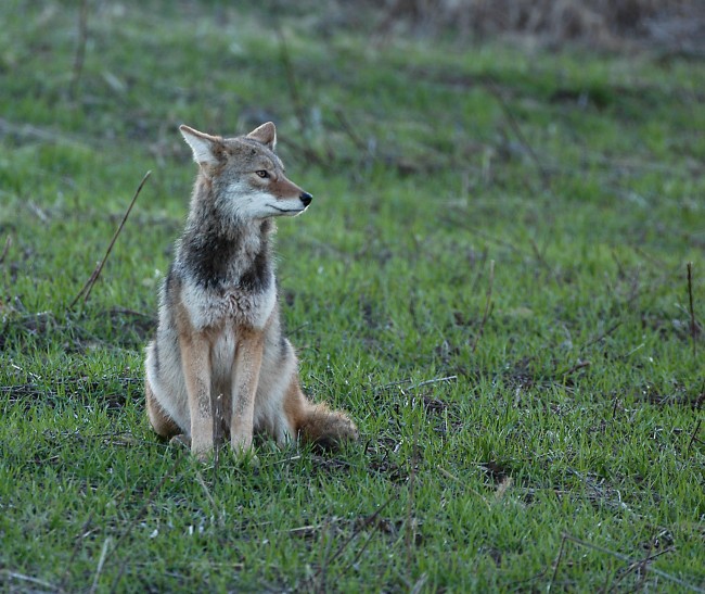 Coyote-ODNR