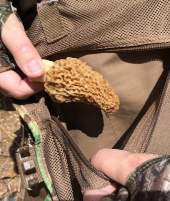 morel feature