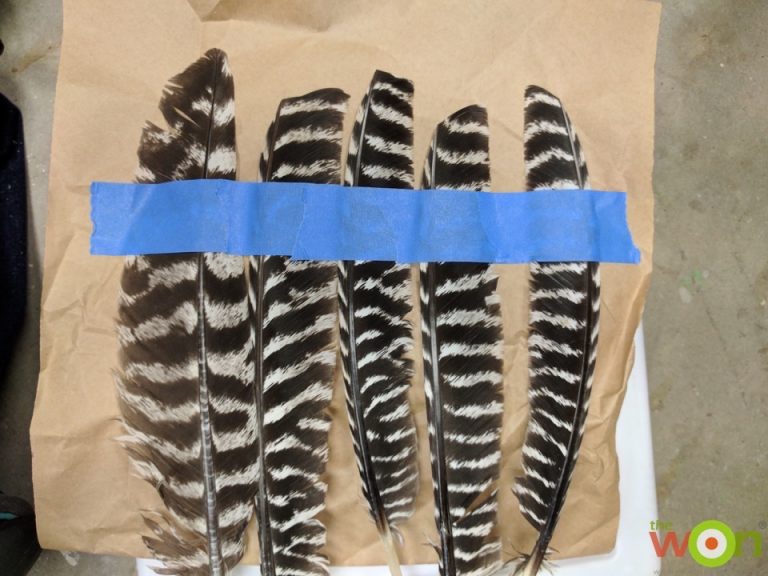 DIY Project: Wild Turkey Feather Art