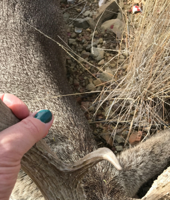 Texas muley