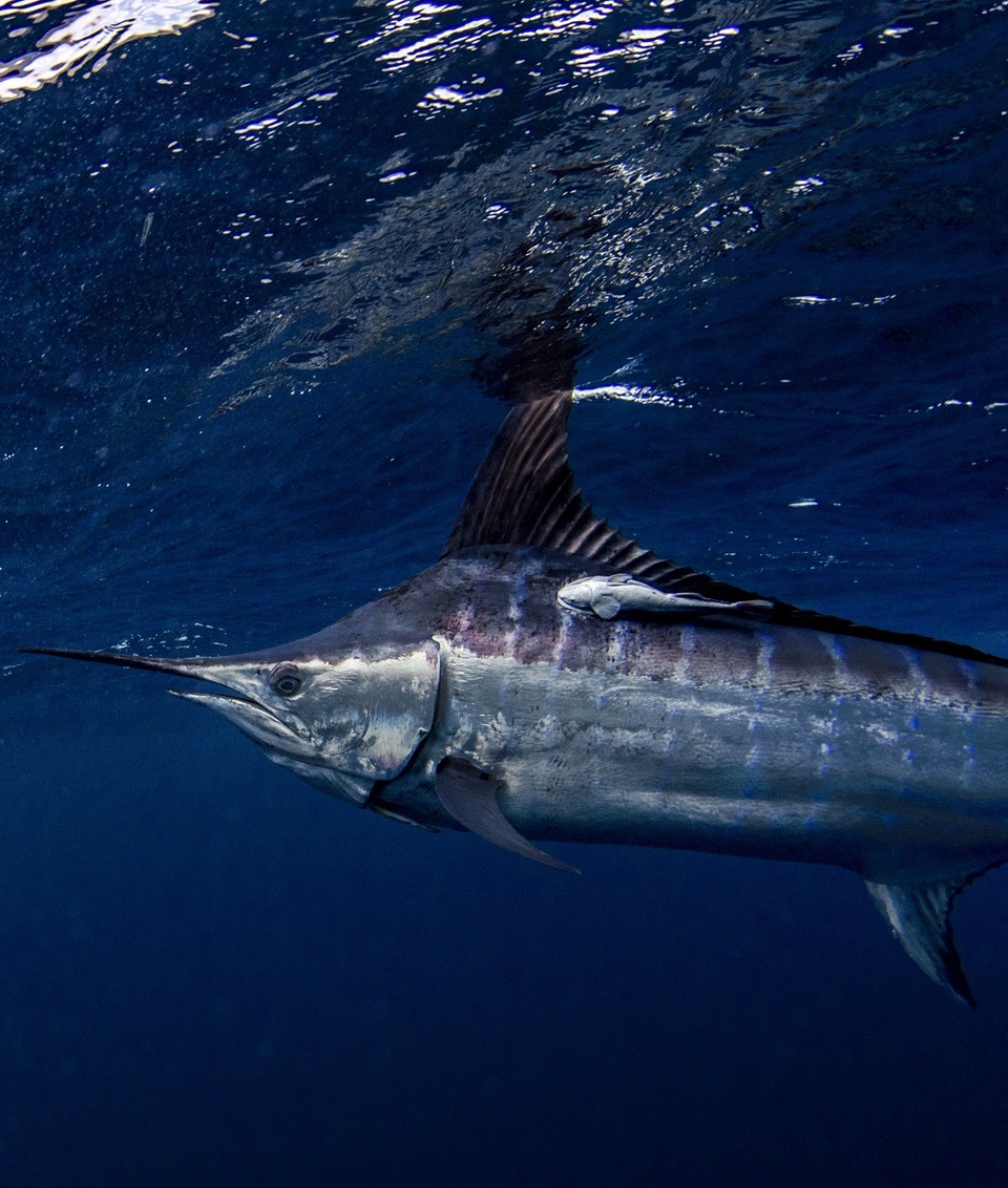 Blue Marlin Billfish Angler