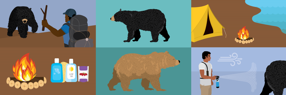 Bear Identification & Signs (Be Bear Aware) - IGBC