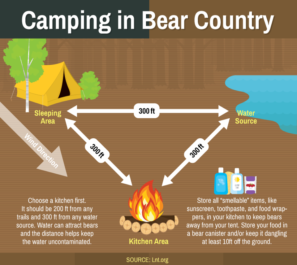 camping-in-bear-country Black Bears