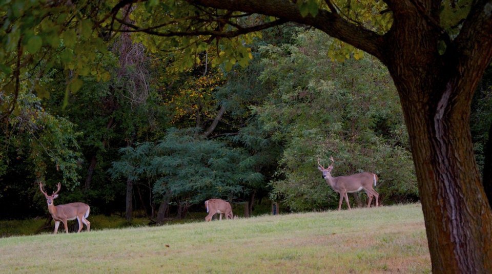 Greenbelt Park NPS national parks