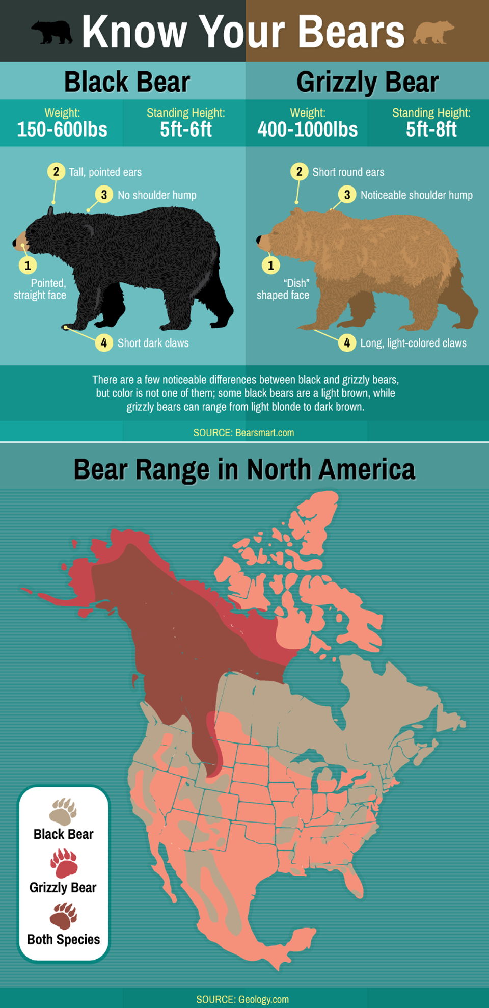 know-your-bear Grizzly bears