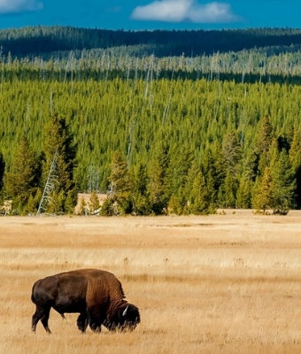 NPF Yellowstone feature