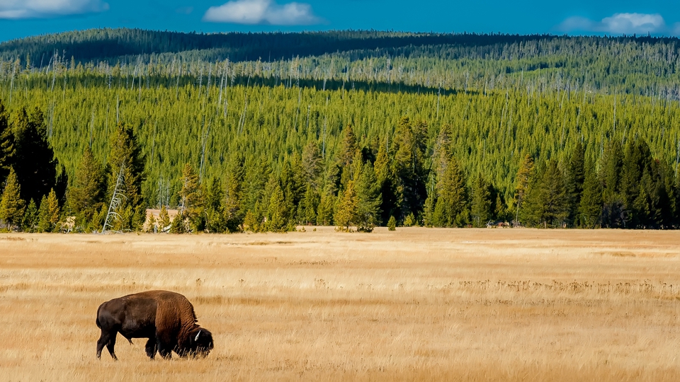 Yellow Stone National Park nature national parks 