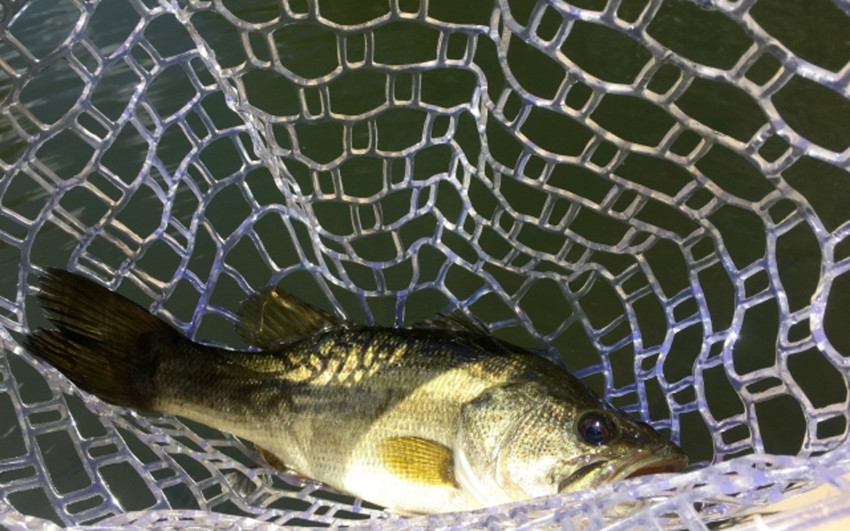 rubberized landing net