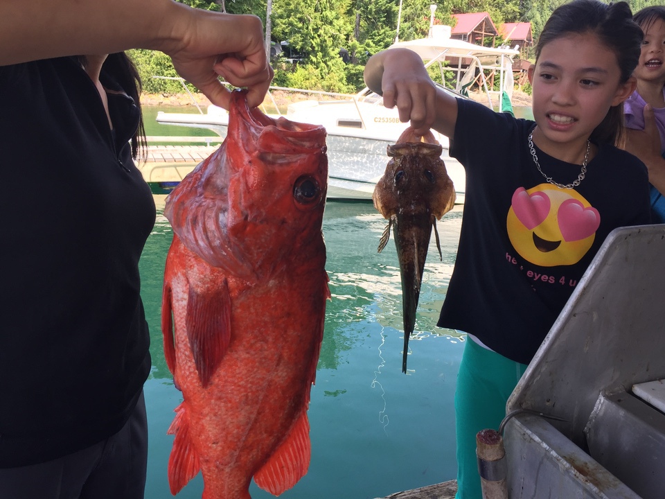 rock fish and small bass Vera Koo