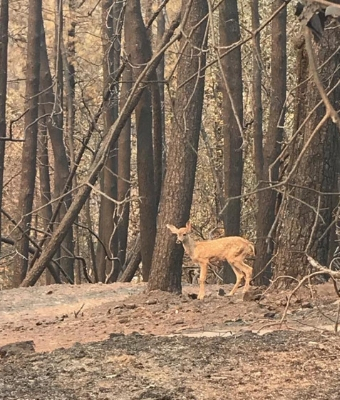 California Fire feature