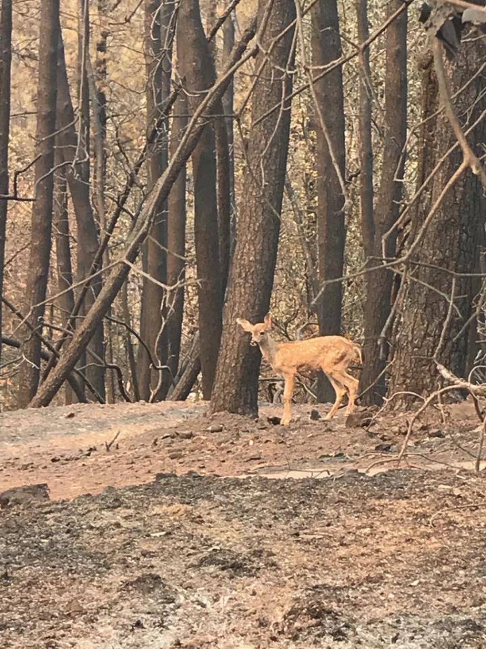 Camp Fire California deer