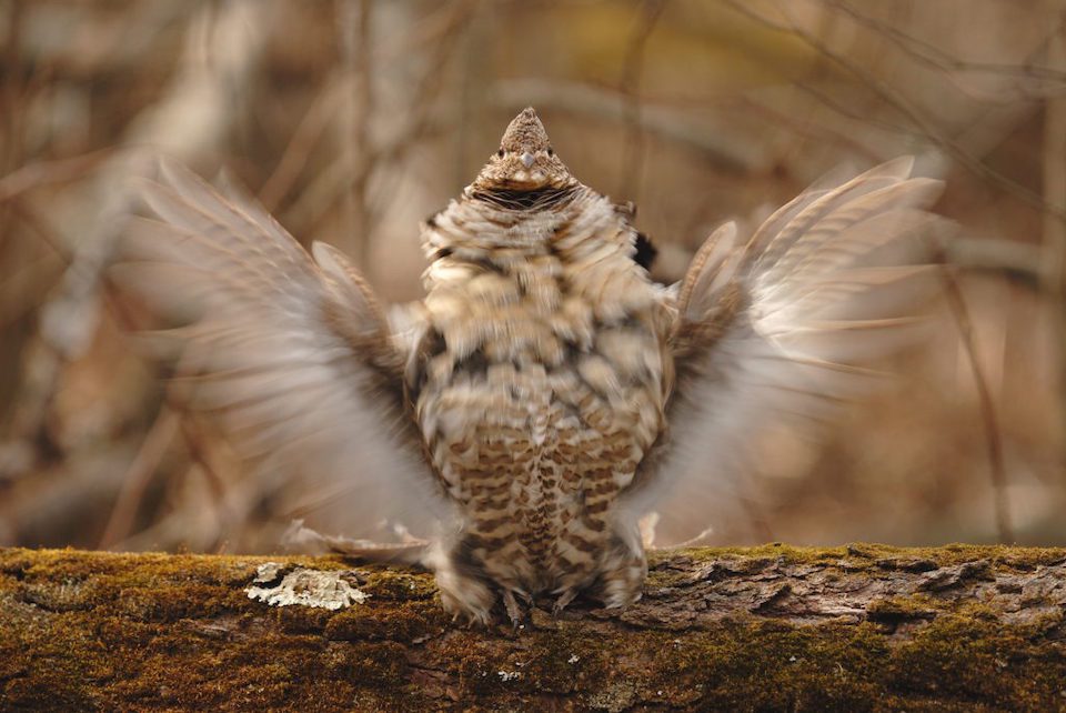 ruffed grouse society