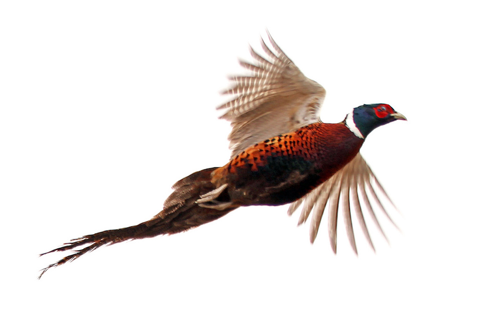 wild Kansas pheasant