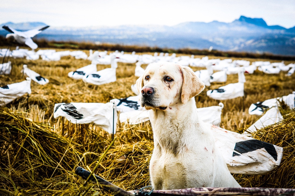 Emily Perreira Goose Hunting dog