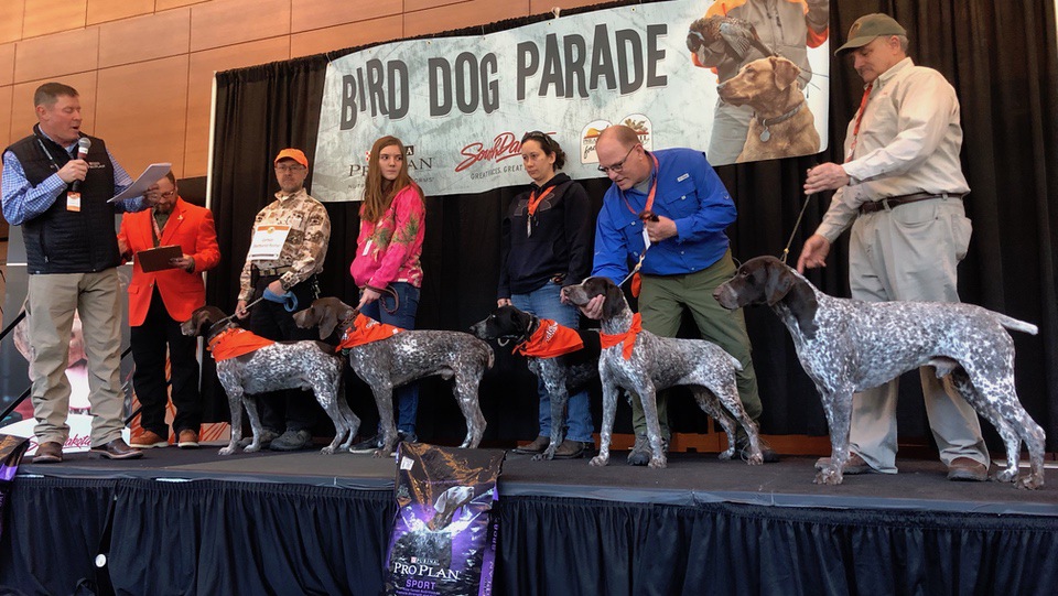 german shotrhair pointer