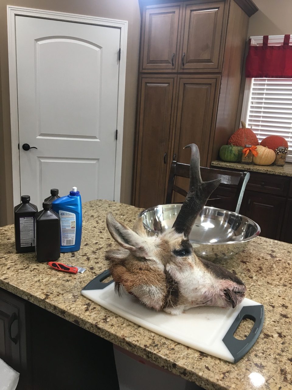 Retro WON: DIY Antelope European Mount to Bring Your Hunt Home