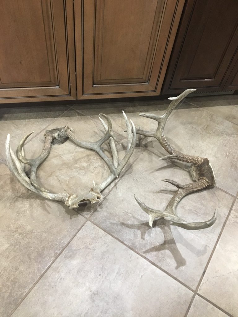 Antler art antler centerpiece 