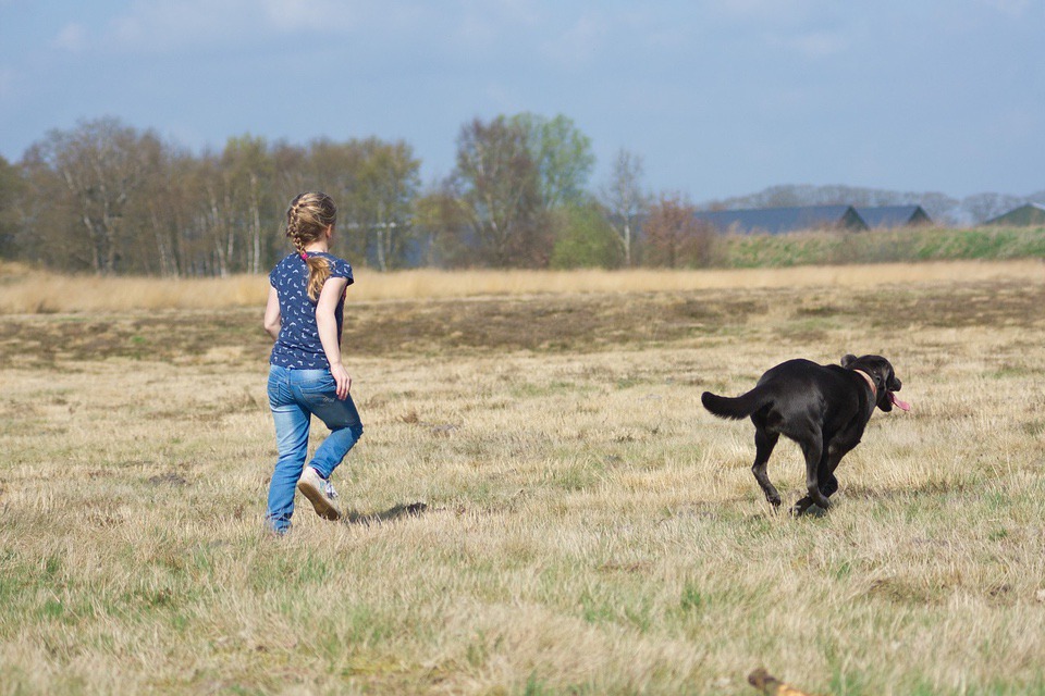 Lab running Retriever Training Tips