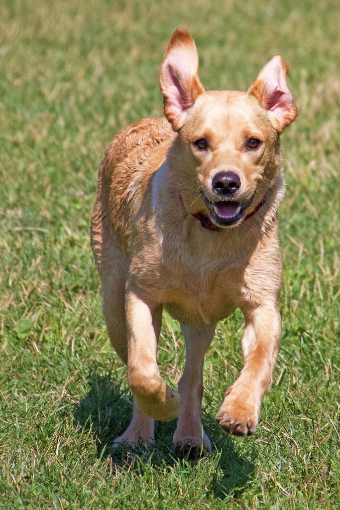 Labrador Retrievers Running Retriever Training Tips