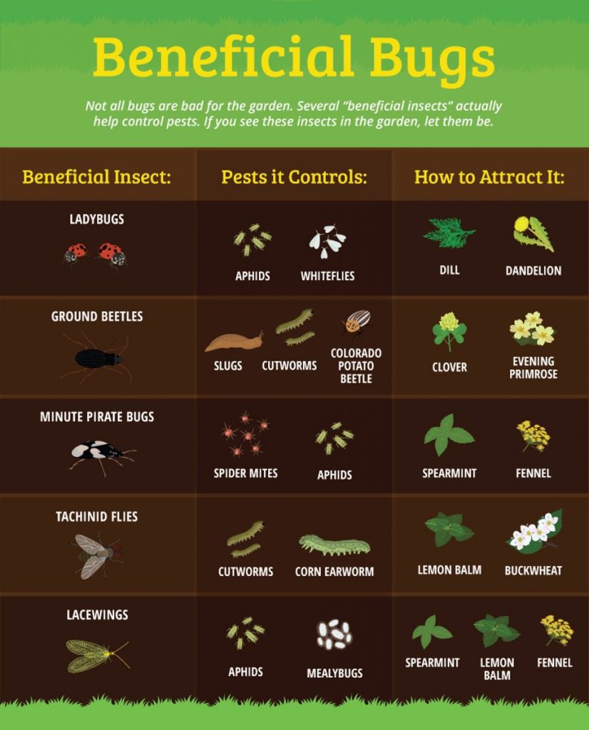 beneficial bugs