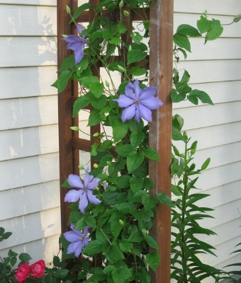 gardening with vines feature