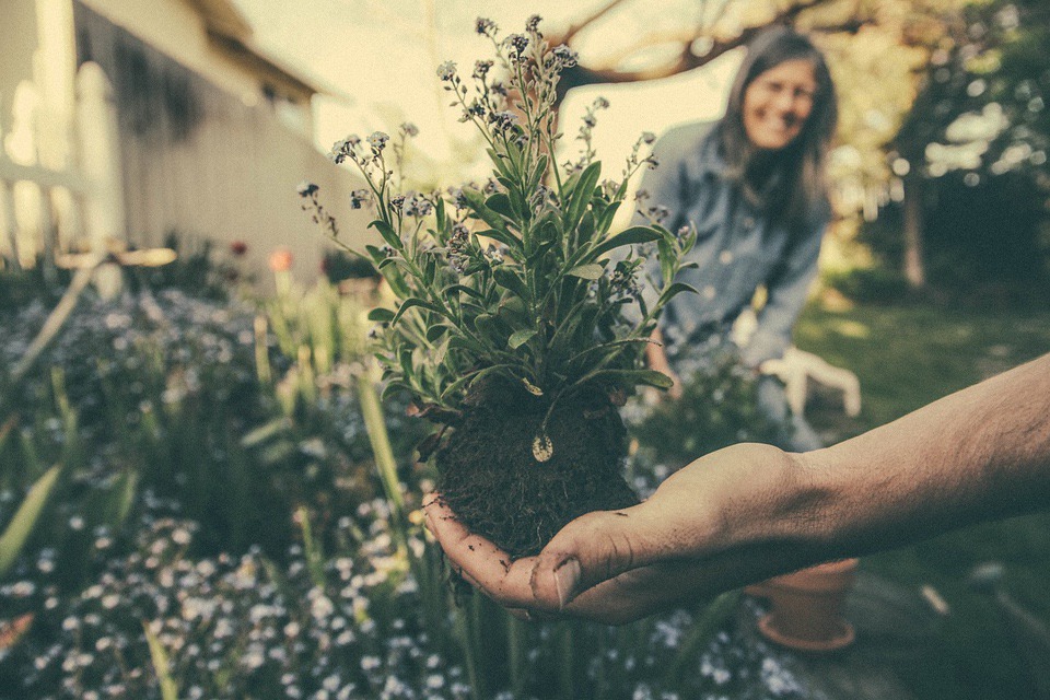 planting Challenging Garden Styles