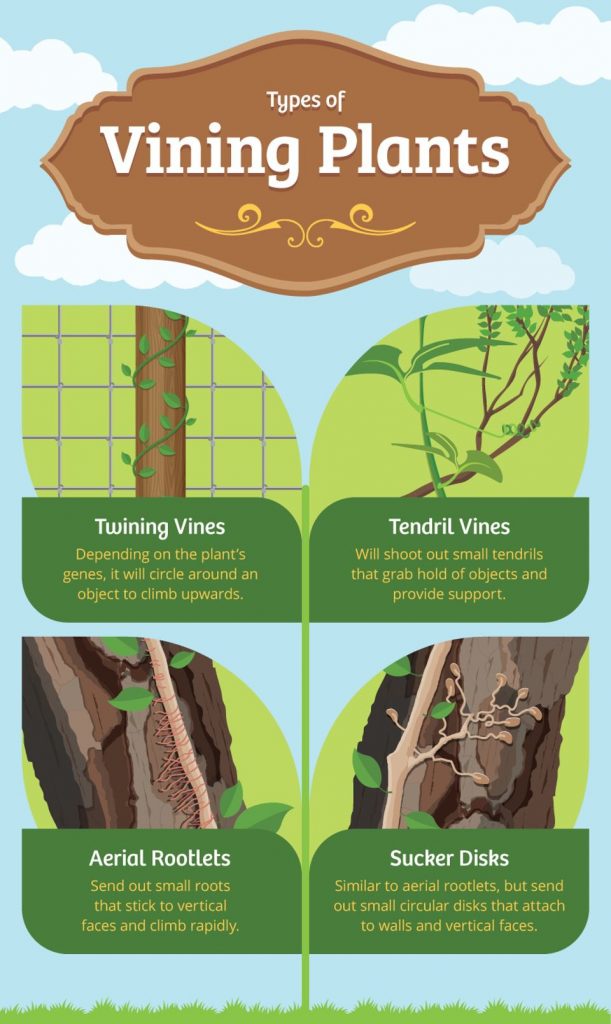 gardening vines FIX.com: A Simple Guide to Gardening with Vines