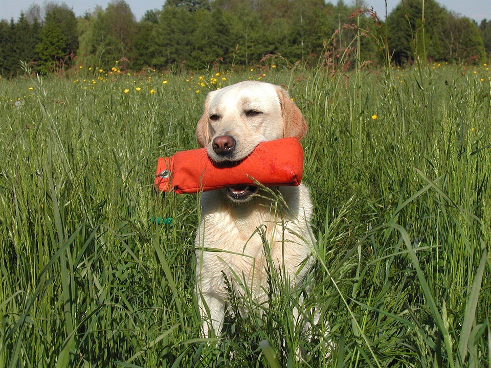 yellow Labrador Retrievers retrieving Retriever Training Tips training dummy