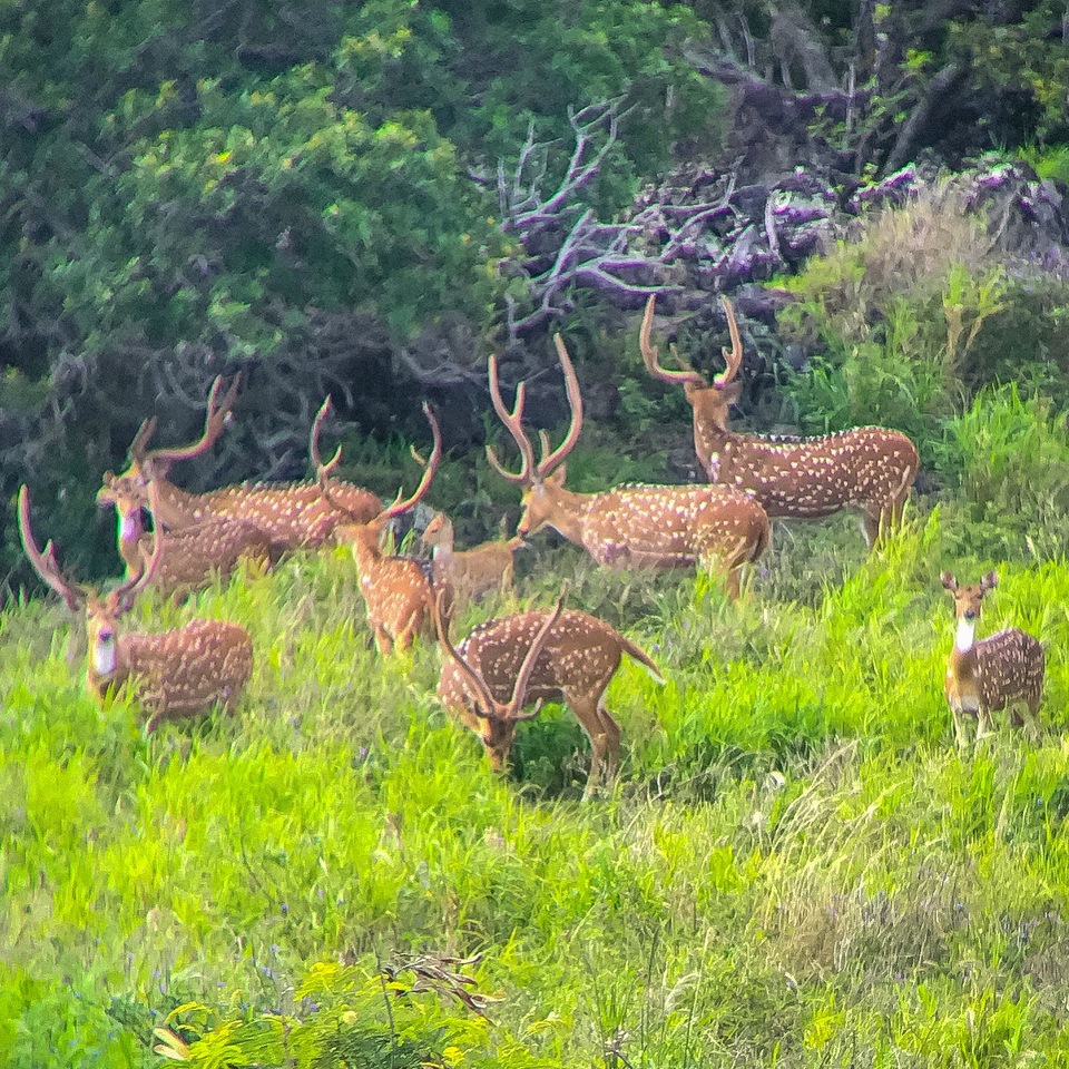 Axis Deer Hunting in Hawaii 2