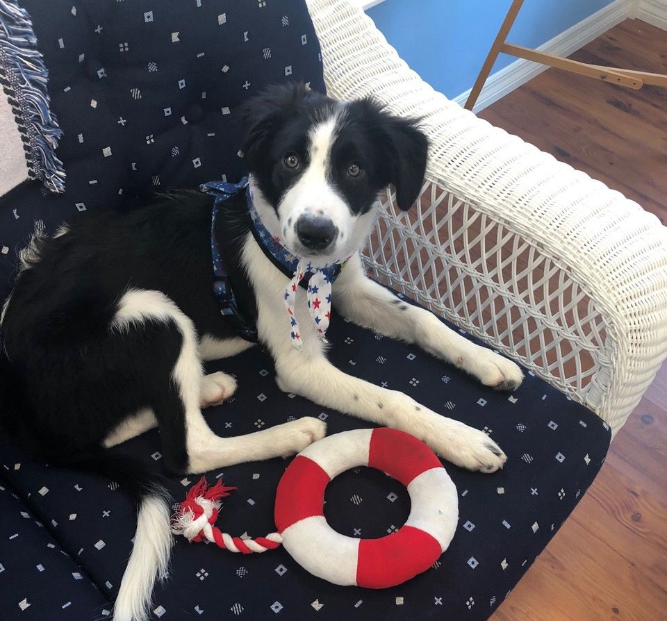 Skye ll view from the marina Crew additions border collies