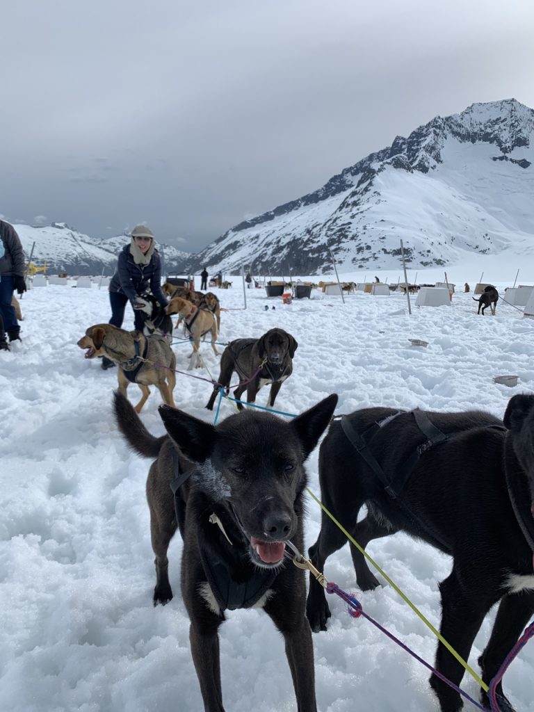  Alaskan huskies