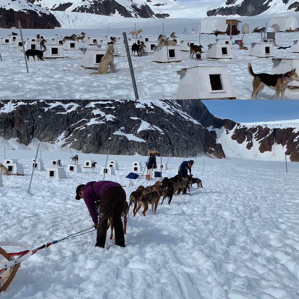 Vera Koo Sightseeing in Alaska   Alaskan huskies Herbert Glacier