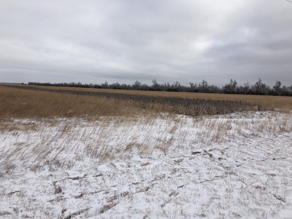 CRP Fields  Upland Bird Habitat Buffer Initiative