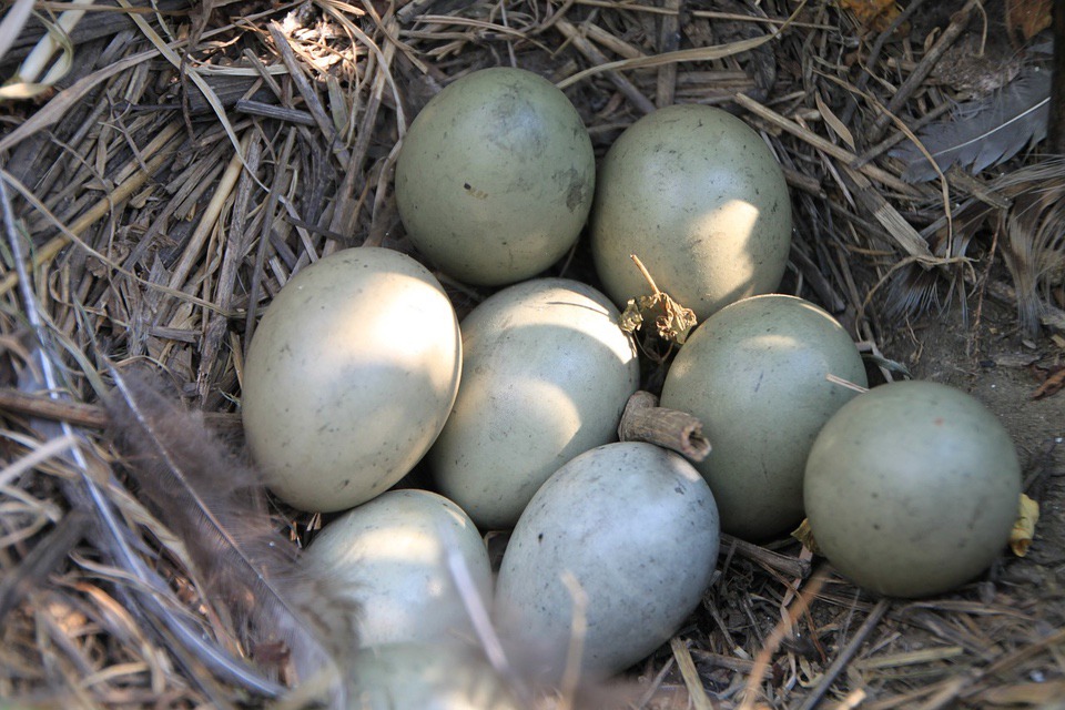 Ring-Necked Pheasant Conservation Reserve Program